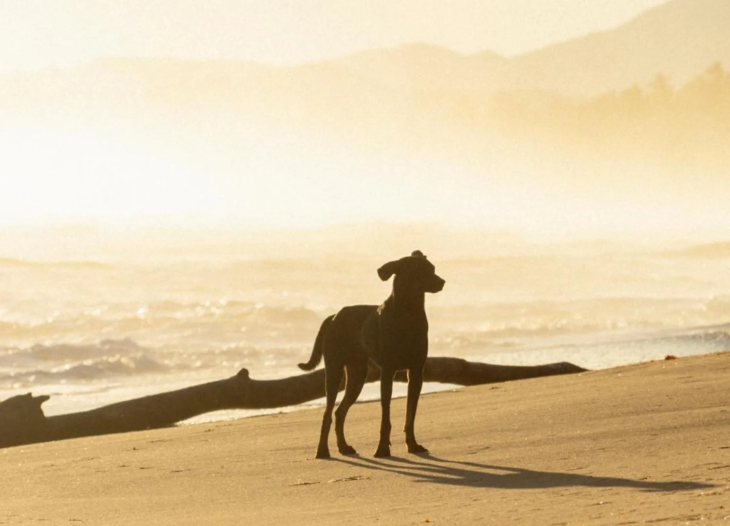 Hotel Las Canas Beach Retreat Gaspar Hernandez